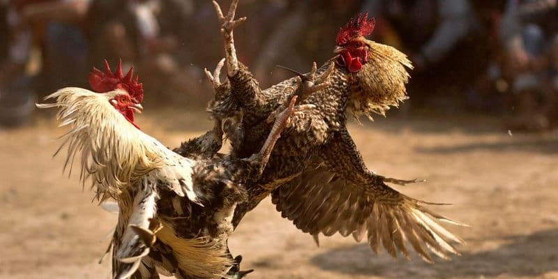 Biendo cung cấp đấu trường đá gà chất lượng